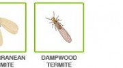 Termites