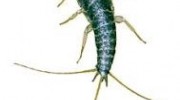 Silverfish