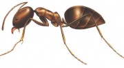 Argentine Ants